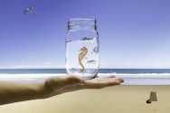 A seahorse within a jar of water
