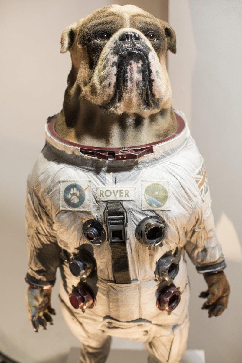 Model of a dog in a space suit