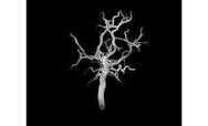 Tree with a black background