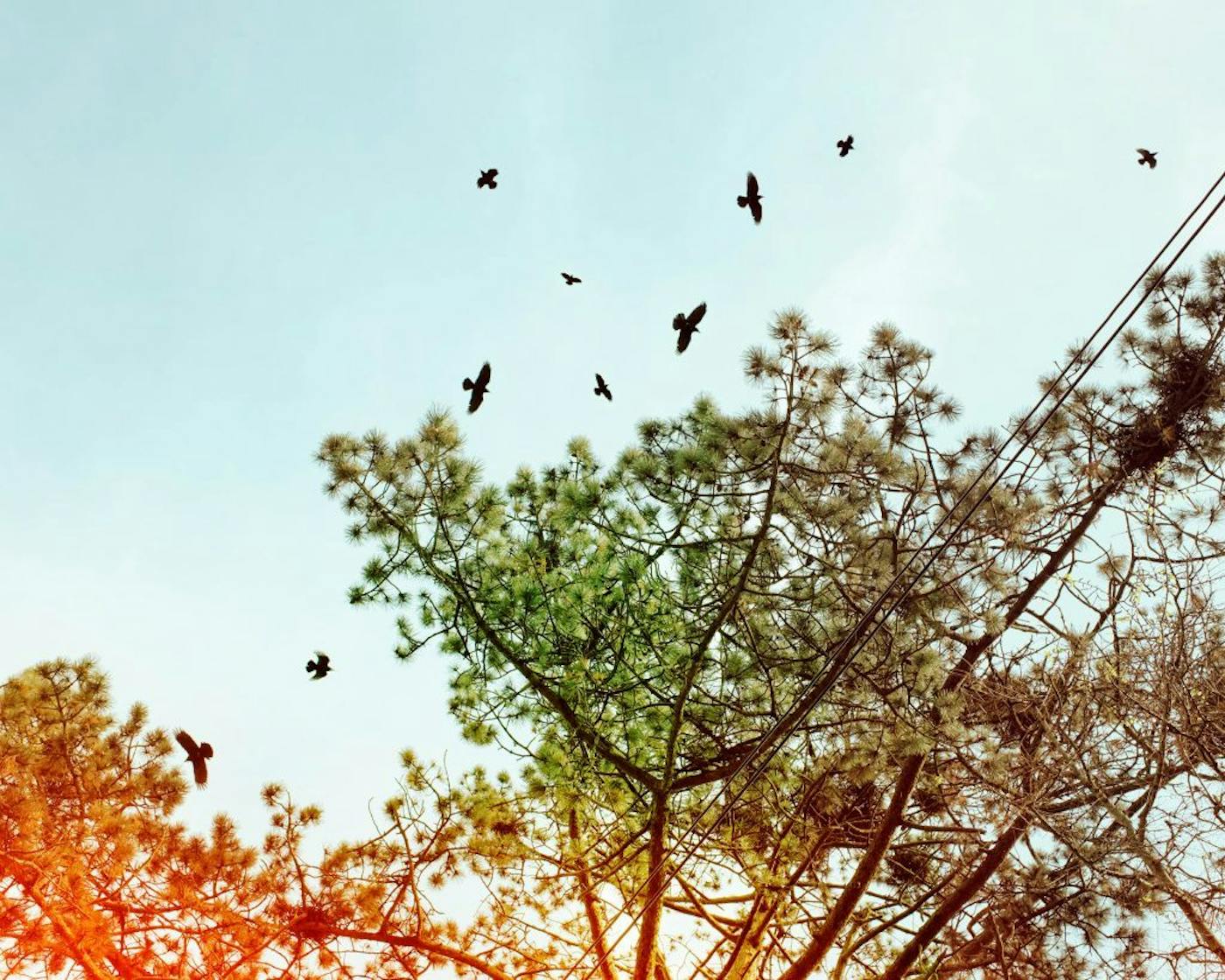 Photography of birds flying around a bright green tree featuring utility pole lines in the background