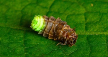 Image of a glow worm